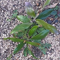 Georgensis Wattle (Acacia georgensis)