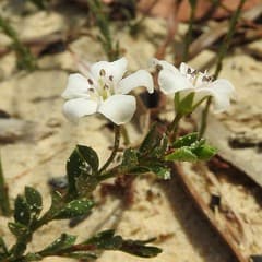 Creeping Water Pimpernel (Samolus repens)