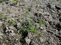 Michel's Flat Sedge (Cyperus michelianus)