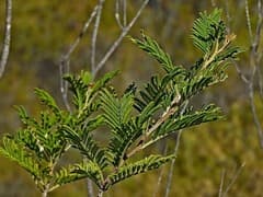 Constable's wattle (Acacia constablei)