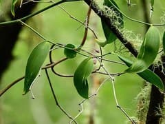Climbing Lily (Eustrephus)