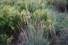 Bluestem (Andropogon)