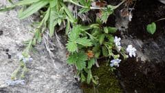 Snowy Cinquefoil (Potentilla nivea)