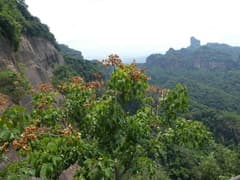 Parasol tree (Firmiana)