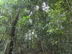 Altingia (Altingia)