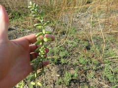 Abyssinian Albuca (Albuca abyssinica)