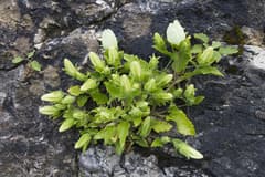 Weeping Bellflower (Campanula pendula)