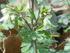 Chinese columbine (Semiaquilegia)