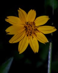 Hairy Wedelia (Wedelia hispida)