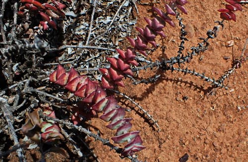 String Of Buttons (Crassula perforata)