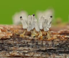 Gray Coral Slime (Arcyria cinerea)