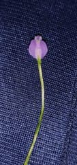 Dwarf Burmannia (Burmannia pusilla)