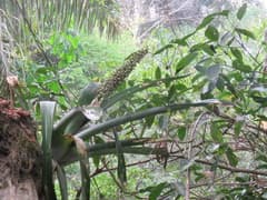 Aechmea castelnavii (Aechmea castelnavii)