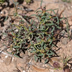 Tannen spurge (Euphorbia tannensis)