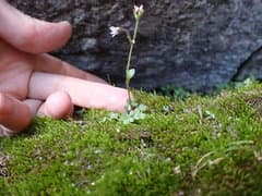 Arctic Saxifrage (Saxifraga hyperborea)