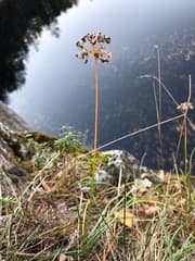 Red Allium (Allium rubens)