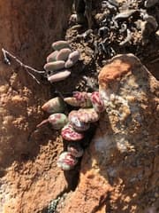 Thread-Stemmed Adromischus (Adromischus filicaulis)
