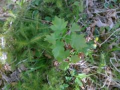 Wild Service Tree (Sorbus torminalis)