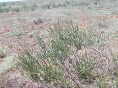 Anabasis tatarica (Anabasis tatarica)
