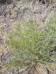 Desert Anabasis (Anabasis aphylla)