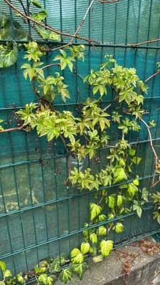 Virginia Creeper (Parthenocissus quinquefolia)