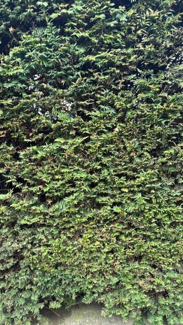 Yew Tree (Taxus baccata)