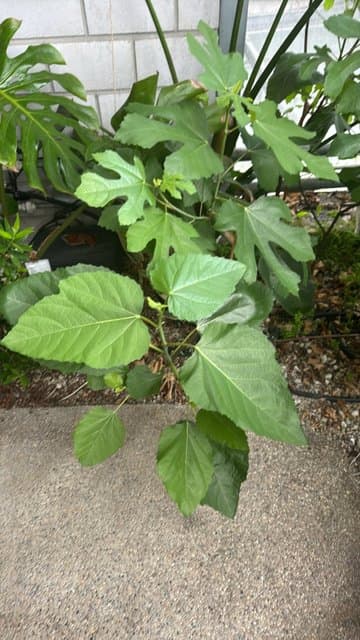 Fig Tree (Ficus carica)
