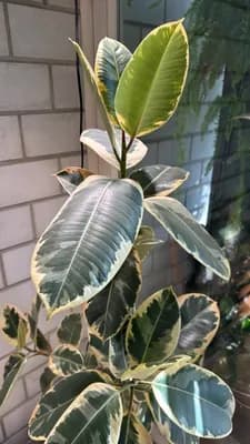 Rubber Fig (Ficus elastica 'Tineke')