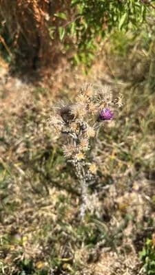 Spotted Knapweed (Centaurea stoebe)