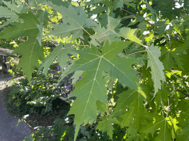 Sugar Maple Tree (Acer saccharum)