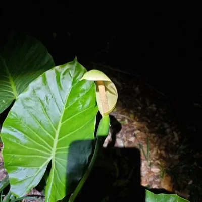 Cunjevoi (Alocasia brisbanensis)