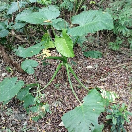 Alocasia Odora (Alocasia odora)
