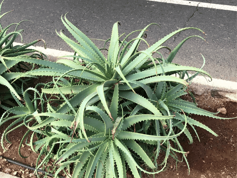 Aloe Vera (Aloe vera)