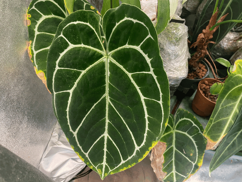Crystal Anthurium (Anthurium crystallinum)