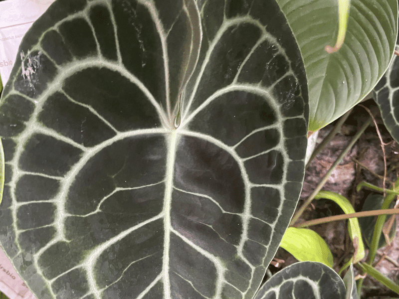 Anthurium Clarinervium (Anthurium clarinervium)