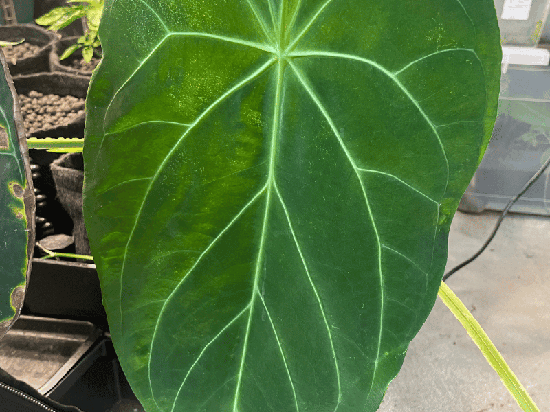 Magnificent Anthurium (Anthurium magnificum)