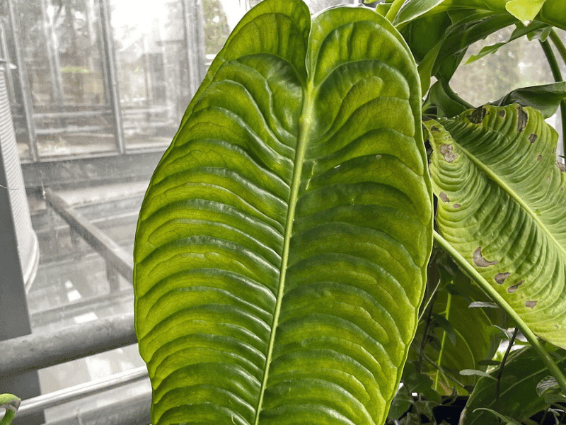 King Anthurium (Anthurium veitchii)