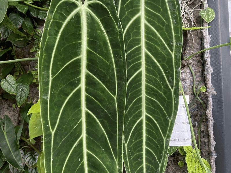 Queen Anthurium (Anthurium warocqueanum)