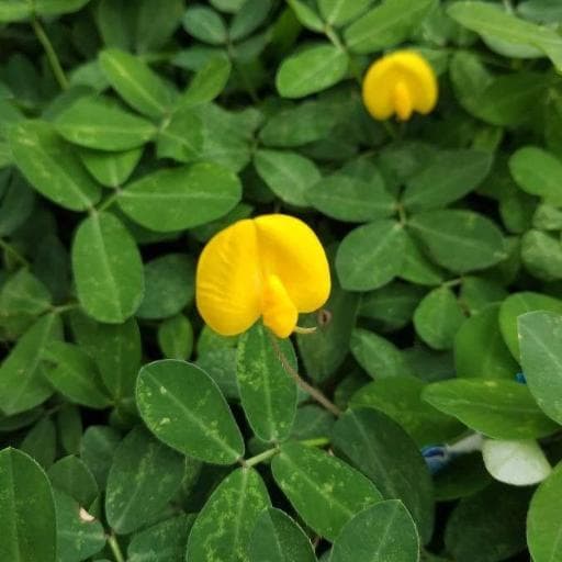 Peanut Plant (Arachis hypogaea)
