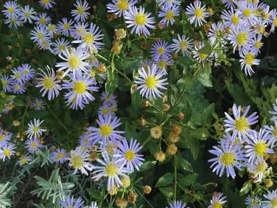 White Wood Aster (Aster ageratoides)
