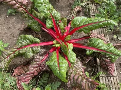 Beetroot (Beta vulgaris subsp. vulgaris)