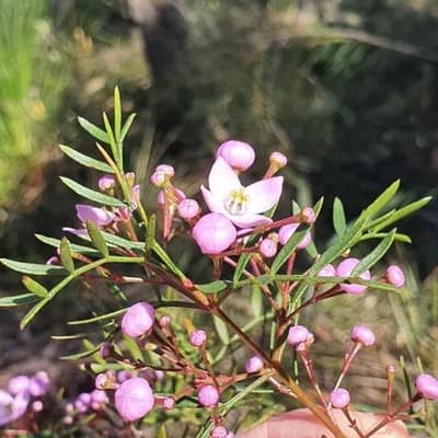 Boronia (Boronia)