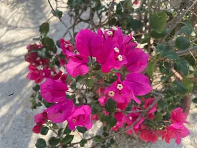 Bougainvillea (Bougainvillea)