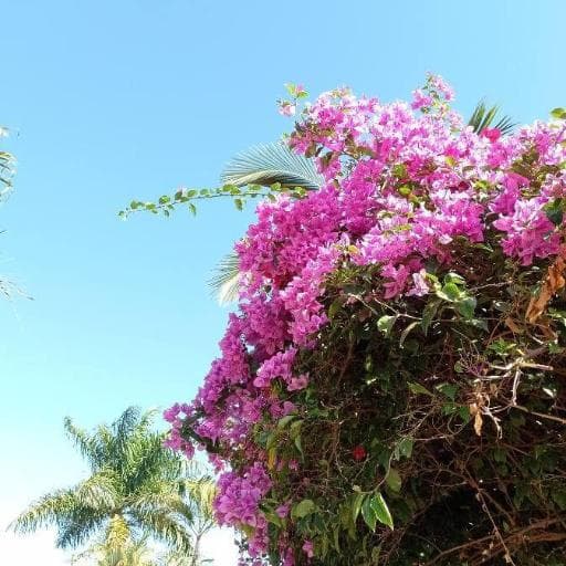 Bougainvillea (Bougainvillea glabra)