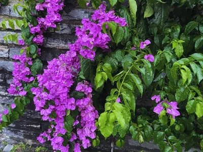 Bougainvillea (Bougainvillea glabra var. brachycarpa)