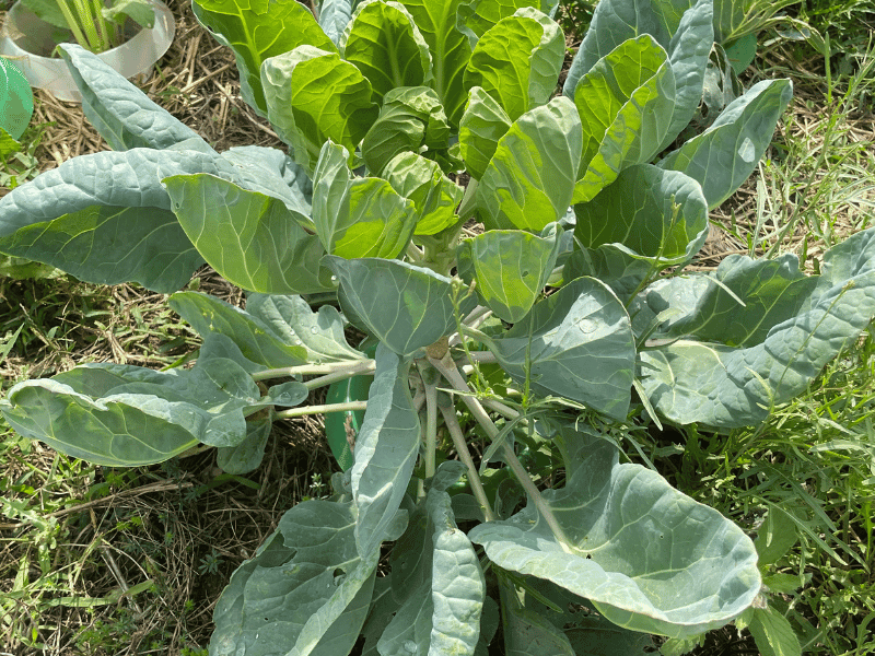 Broccoli Plant (Brassica oleracea)