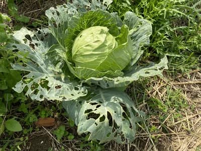 Cabbage (Brassica oleracea var. capitata)