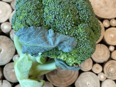 Broccoli (Brassica oleracea var. italica)