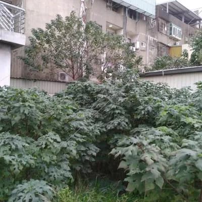 Paper Mulberry (Broussonetia)