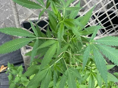 Marijuana (Cannabis sativa)
